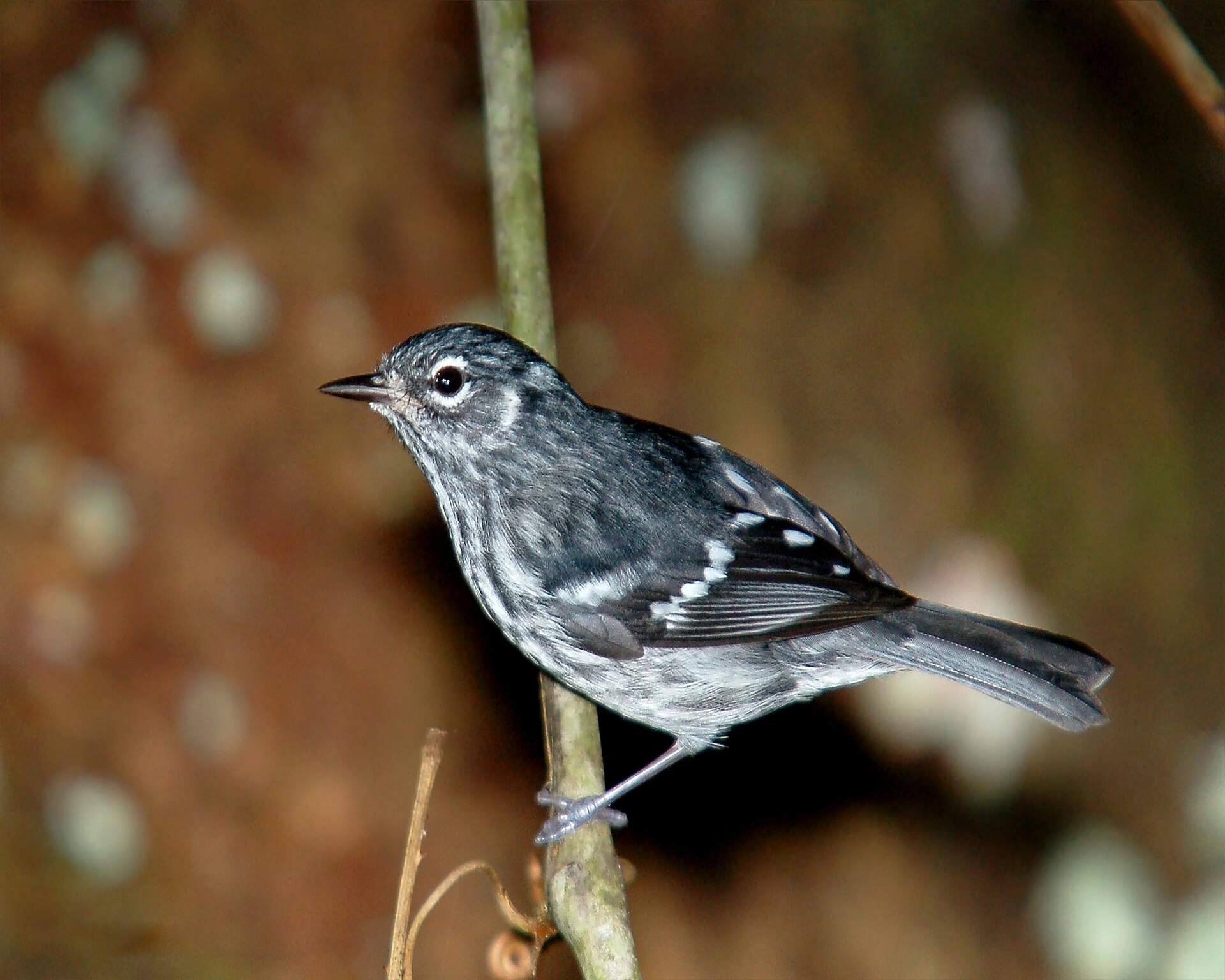 Elfin-woods warbler (reinita de bosque enano), a songbird endemic to Puerto Rico, perched on a branch in the Maricao shade-coffee highlands