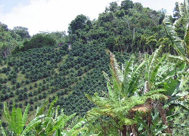 A coffee and plantain farm on a hillside in Adjuntas, Puerto Rico, with coffee grown under interplanted shade