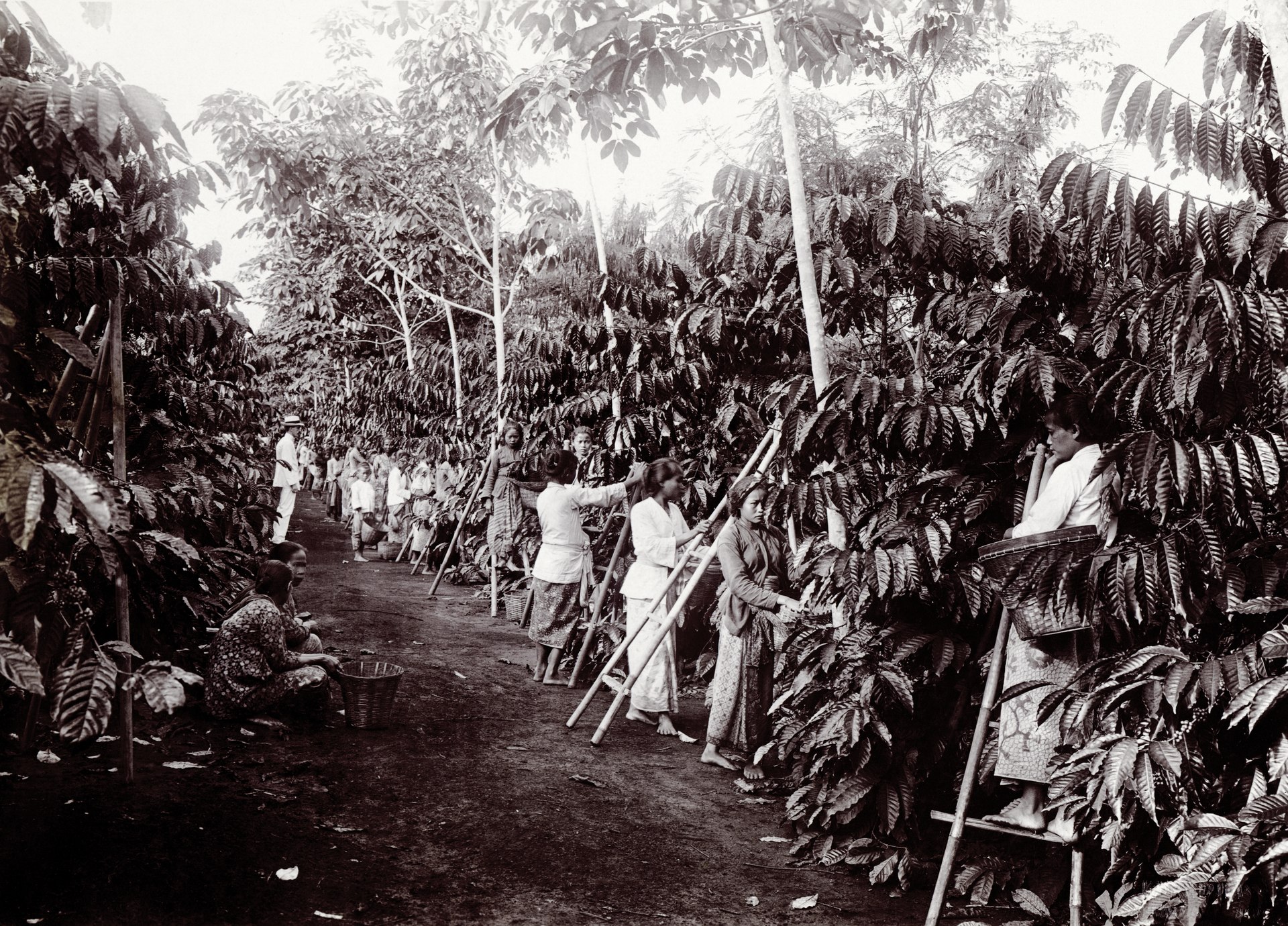Javanese women picking coffee cherries on a colonial-era plantation in Java, photographed around 1915