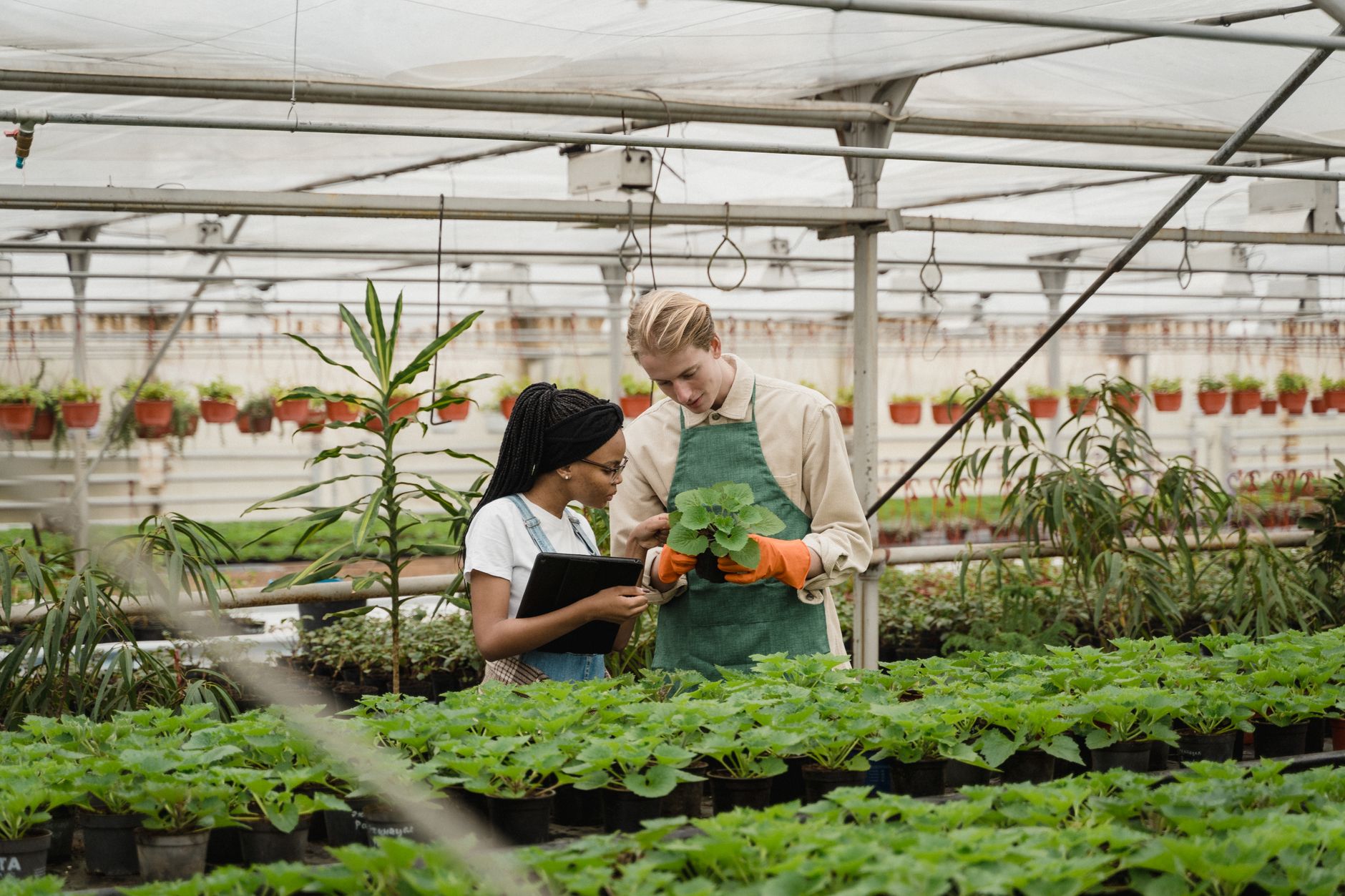 Agricultural researchers inspecting seedlings in a greenhouse