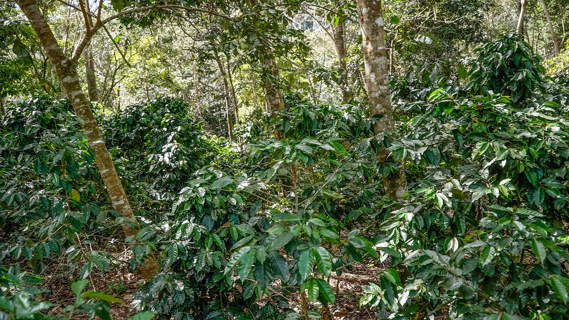 Coffee bushes growing under a mature shade-tree canopy on a Puerto Rico mountain farm