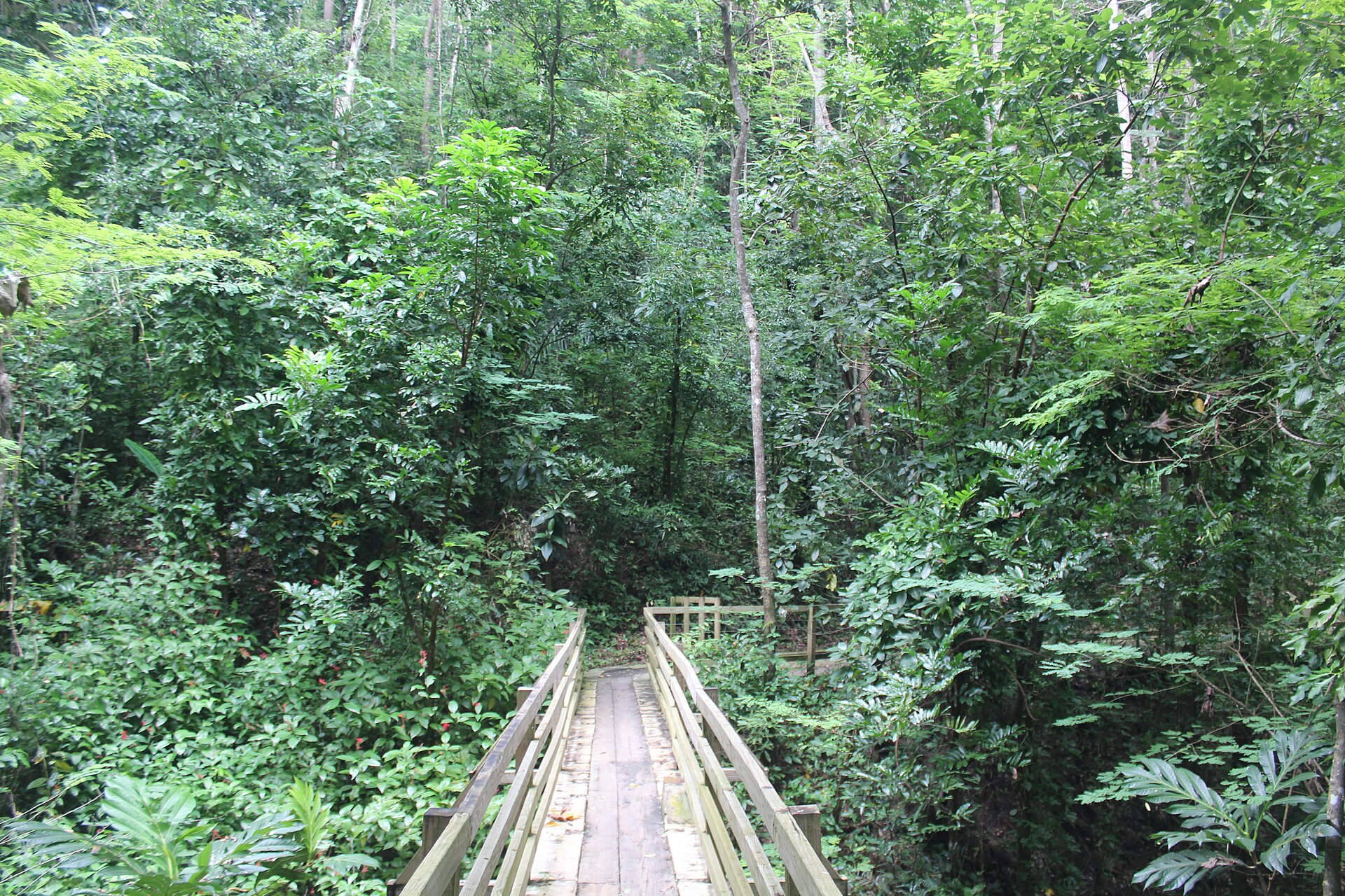 Boardwalk through the protected forest of Hacienda Buena Vista, managed by the Conservation Trust of Puerto Rico