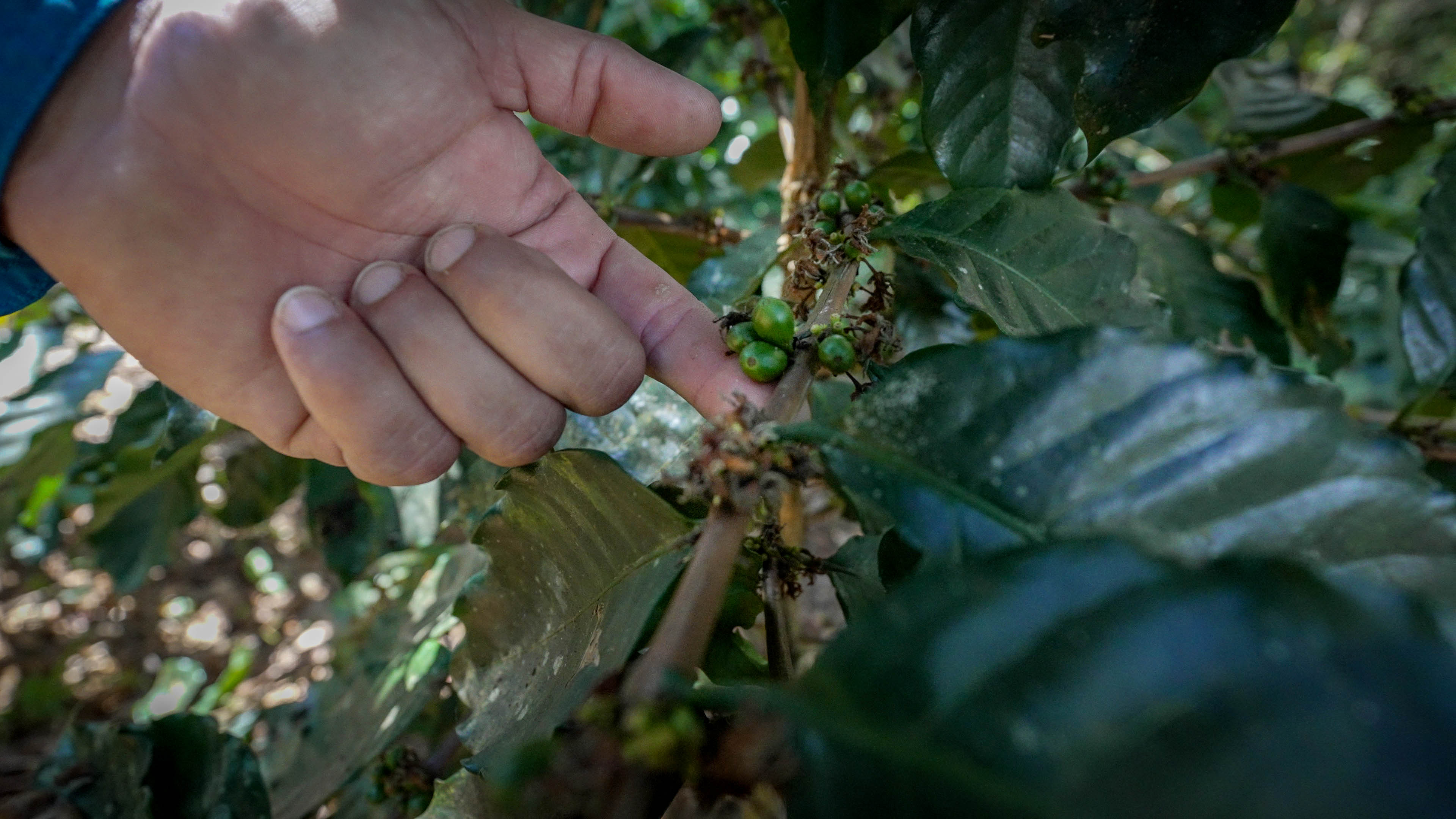 A grower's hand at a coffee branch carrying green cherries, Indiera Baja, Puerto Rico, 2023