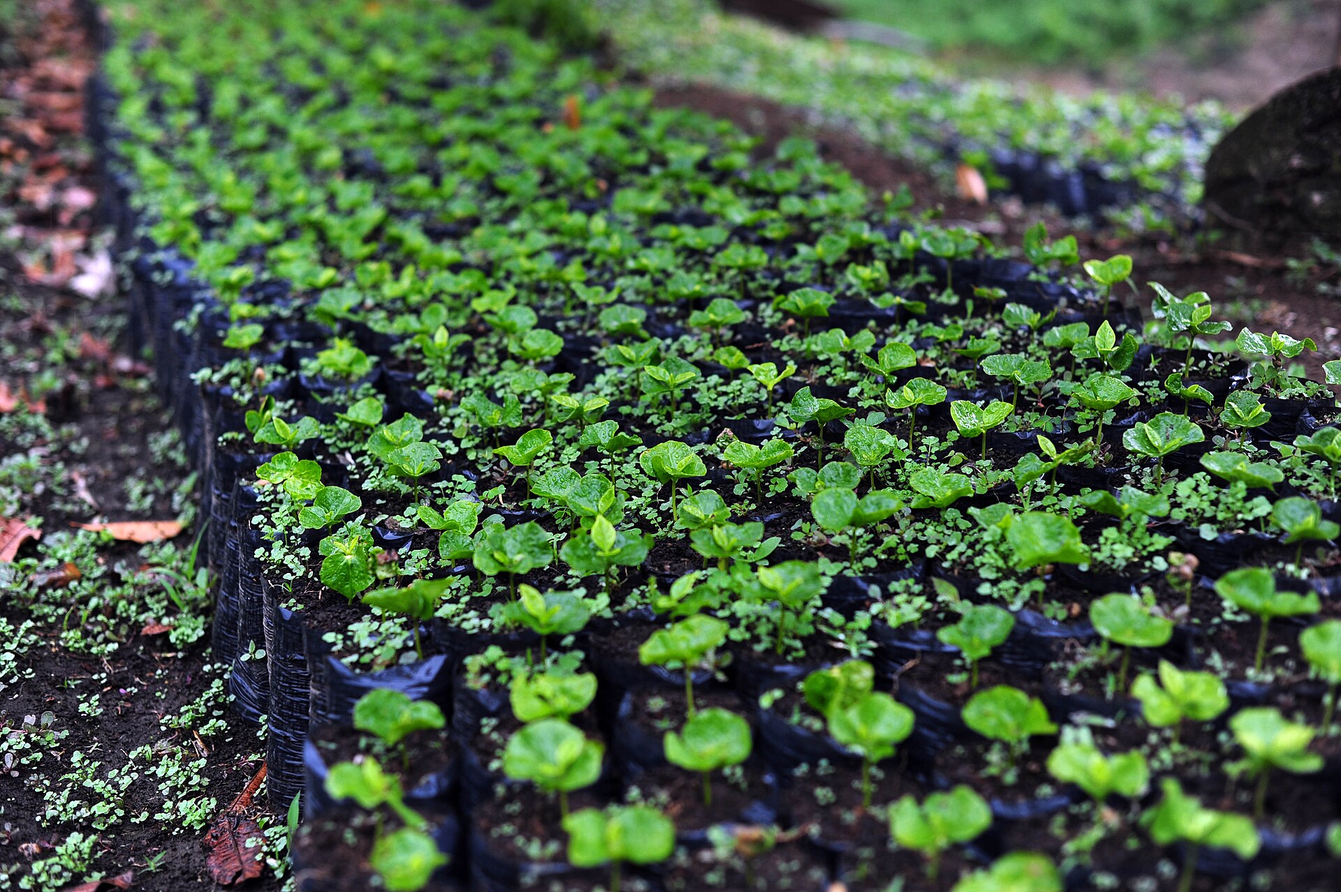 New coffee varieties raised in a nursery as part of breeding work for climate resilience