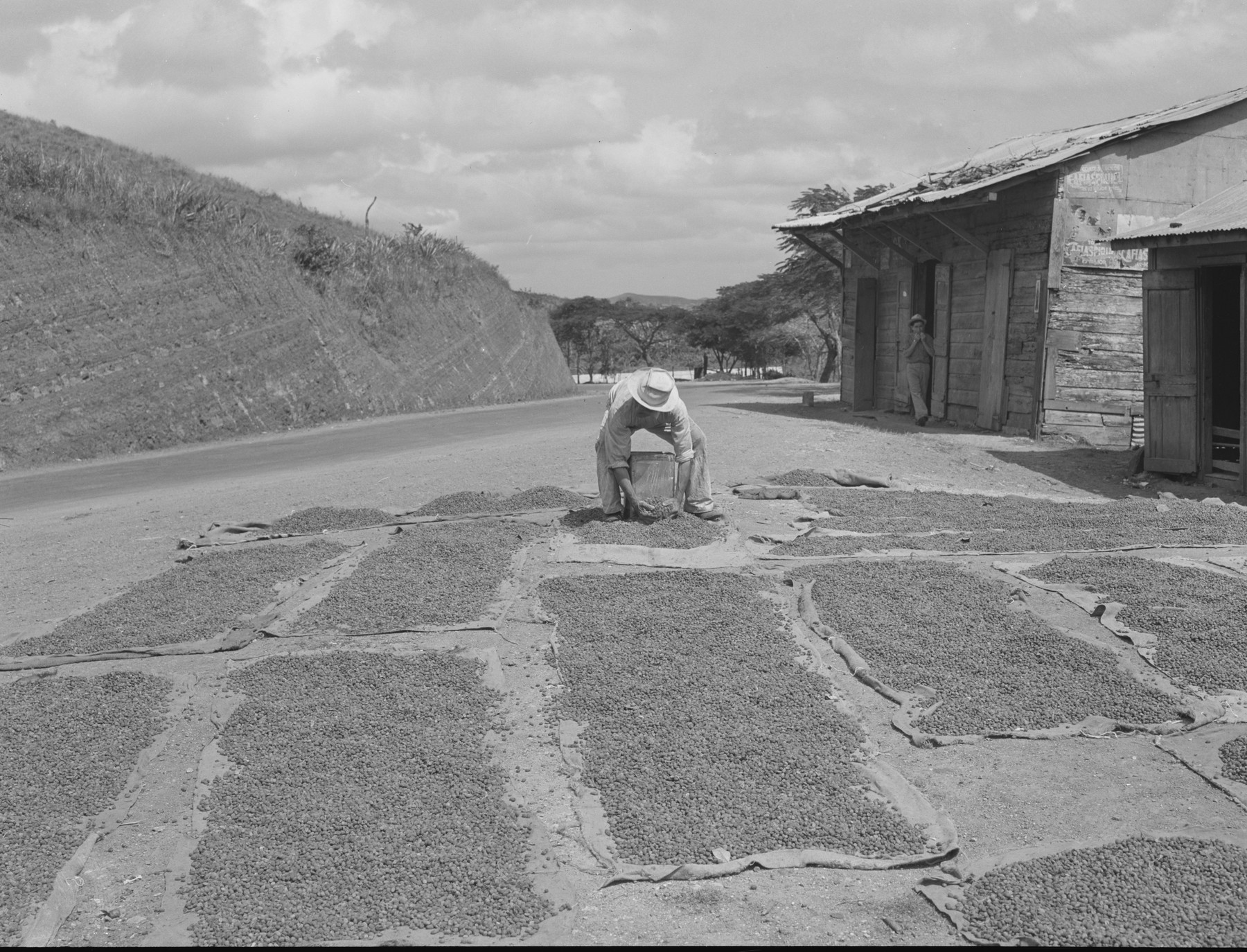 A worker drying coffee beans on mats near San Sebastián, Puerto Rico, December 1941