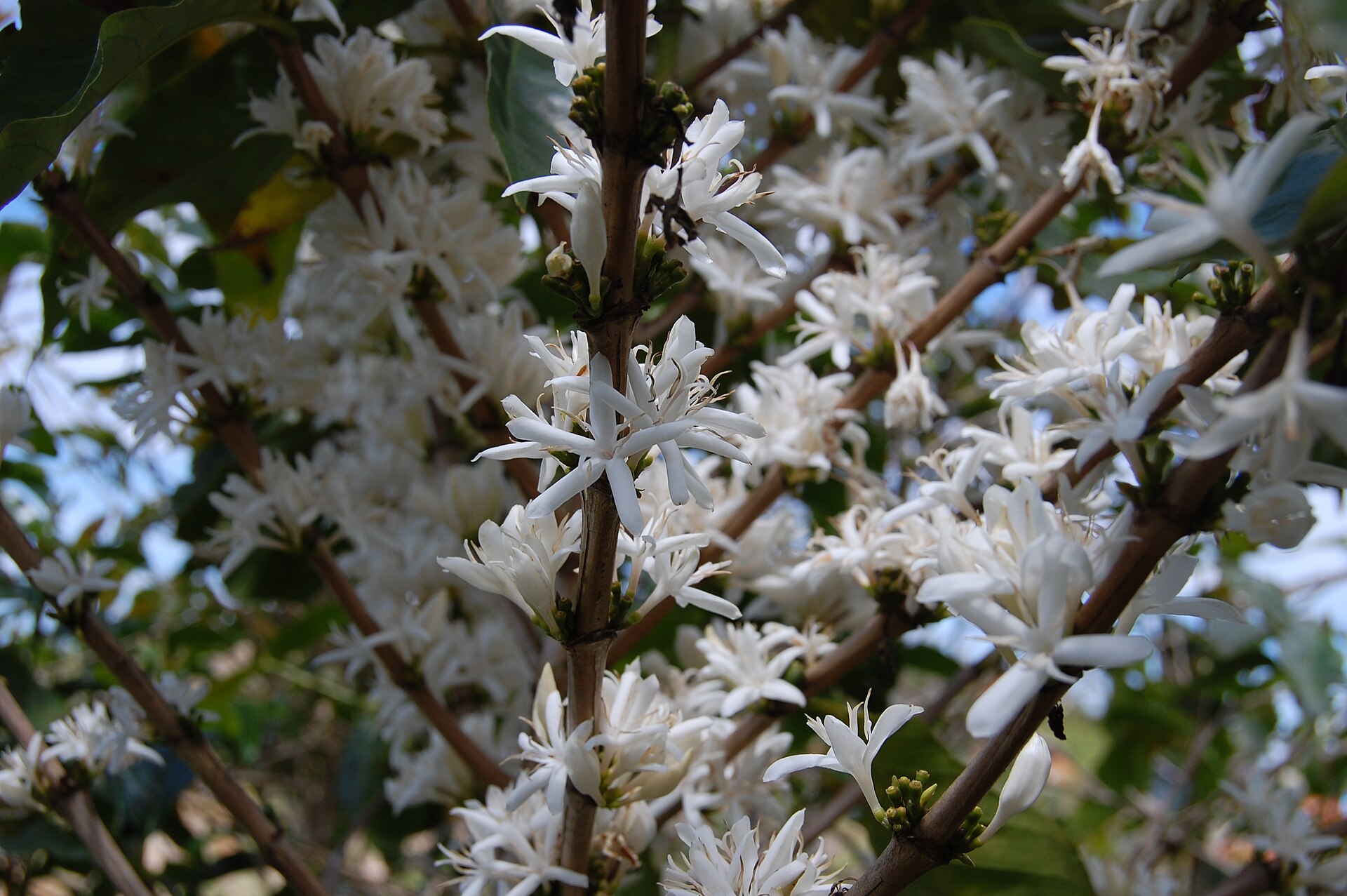 Coffee in flower at Maricao, Puerto Rico, photographed in 2011, six years before Hurricane Maria.