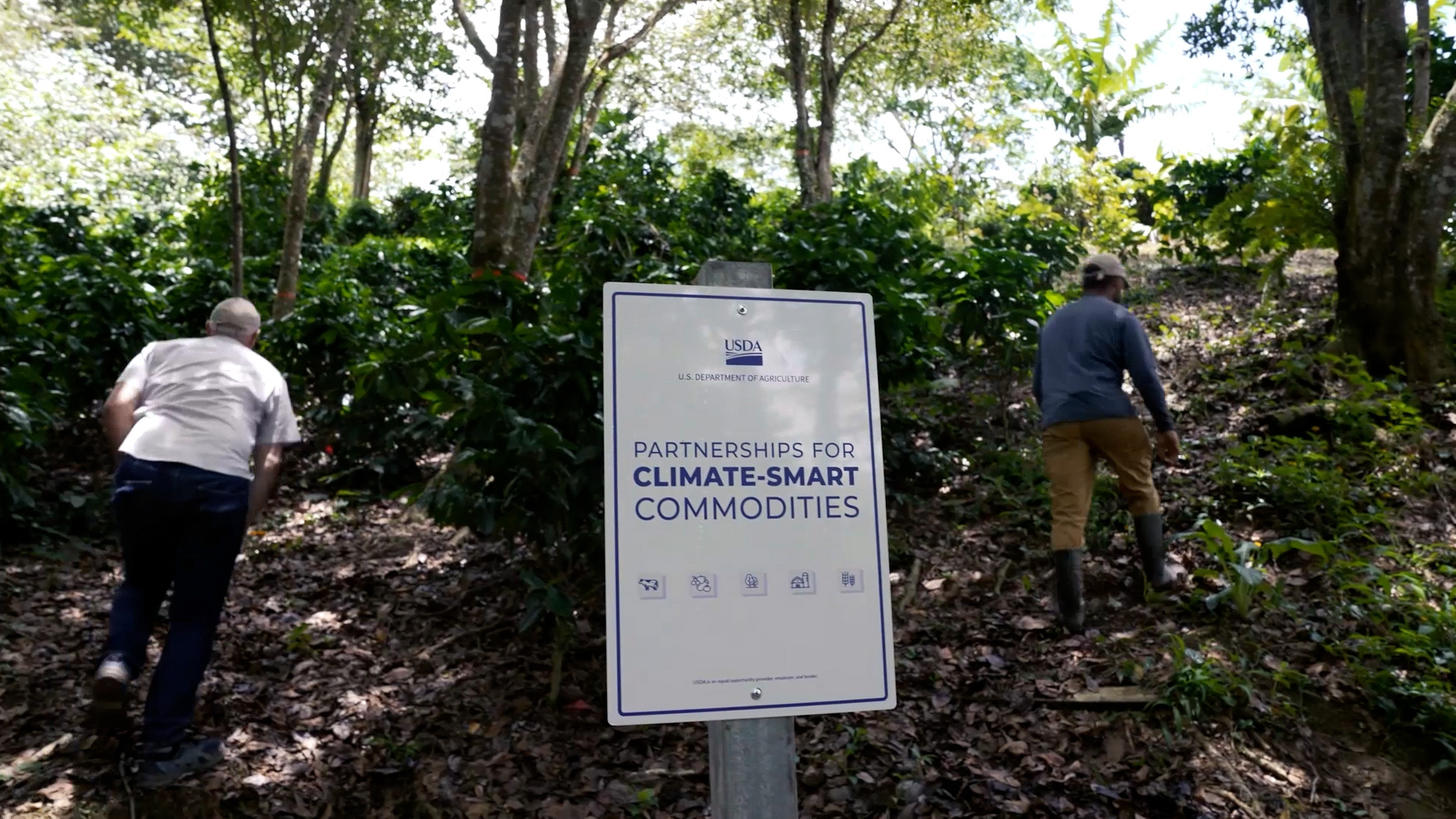 A United States Department of Agriculture sign for the Partnerships for Climate-Smart Commodities programme standing in a shaded coffee grove at Rancho Contento Coffee Estates, Puerto Rico, photographed in November 2024.