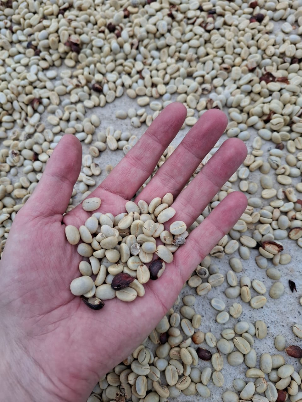 An open hand holding pale green, unroasted coffee beans over more beans spread on a concrete floor.