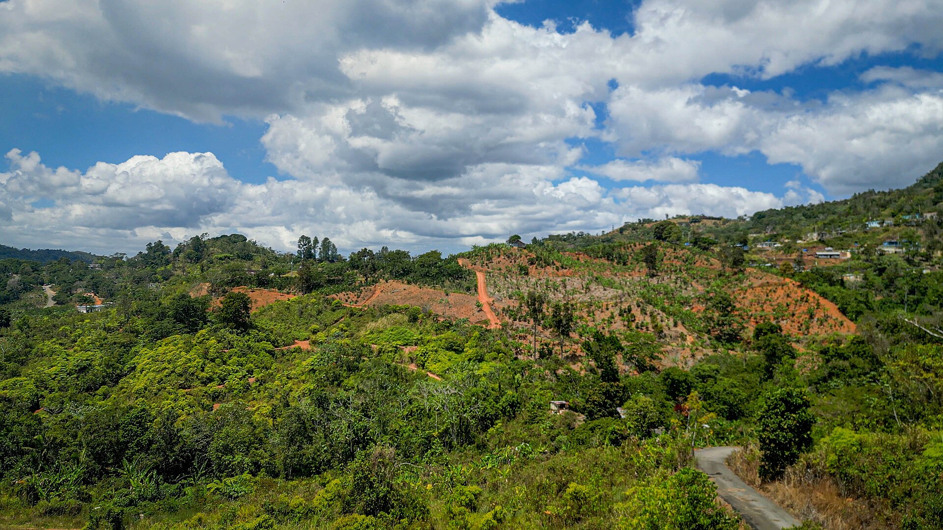 A terraced hillside replanted with coffee in Puerto Rico, photographed in 2023.