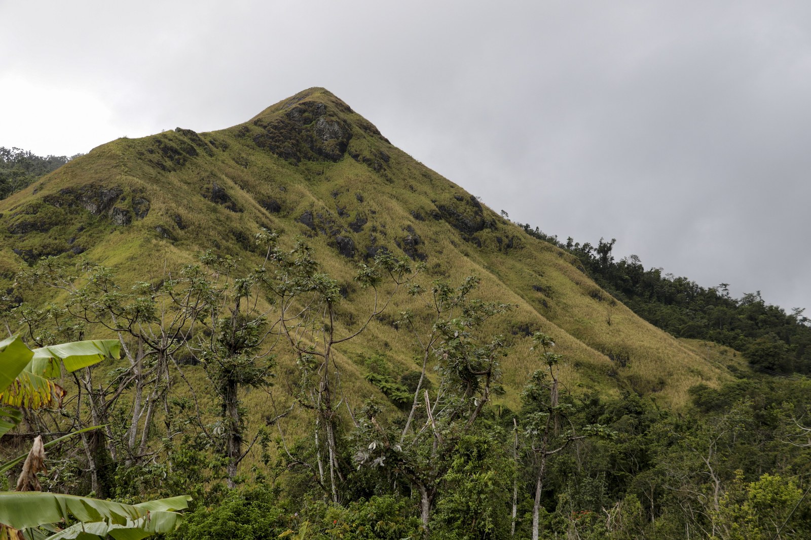 A steep peak with grey rock outcrops and forest in Jayuya, Puerto Rico, with banana plants in the foreground