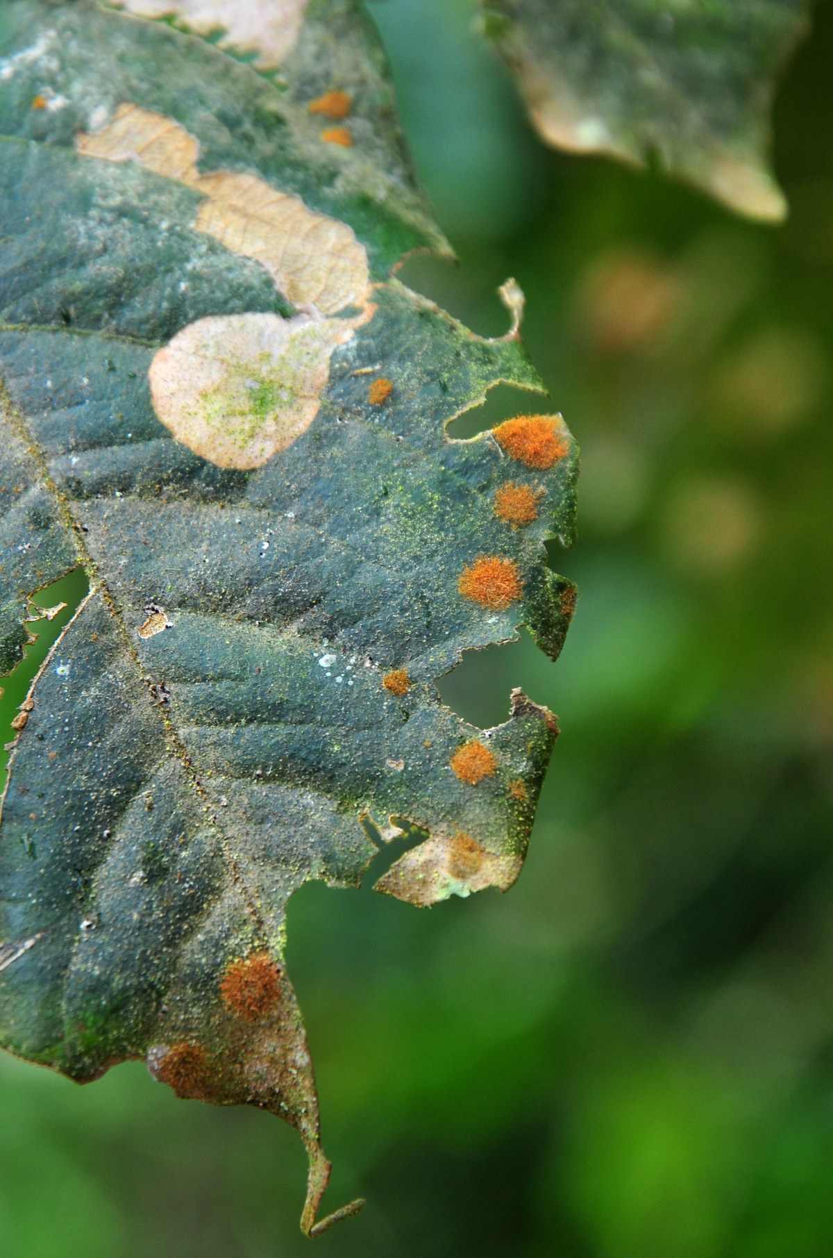 Coffee leaf rust, western Bolivia.