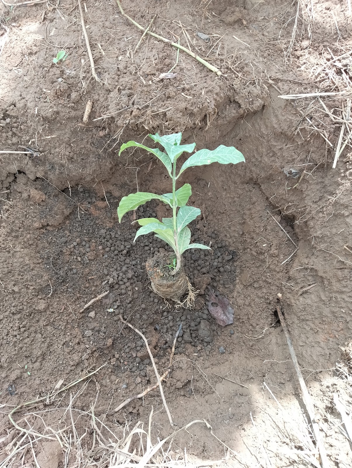 A young coffee plant with its root ball still bound in fibre, set upright in a freshly dug hole in bare soil, ready for planting.