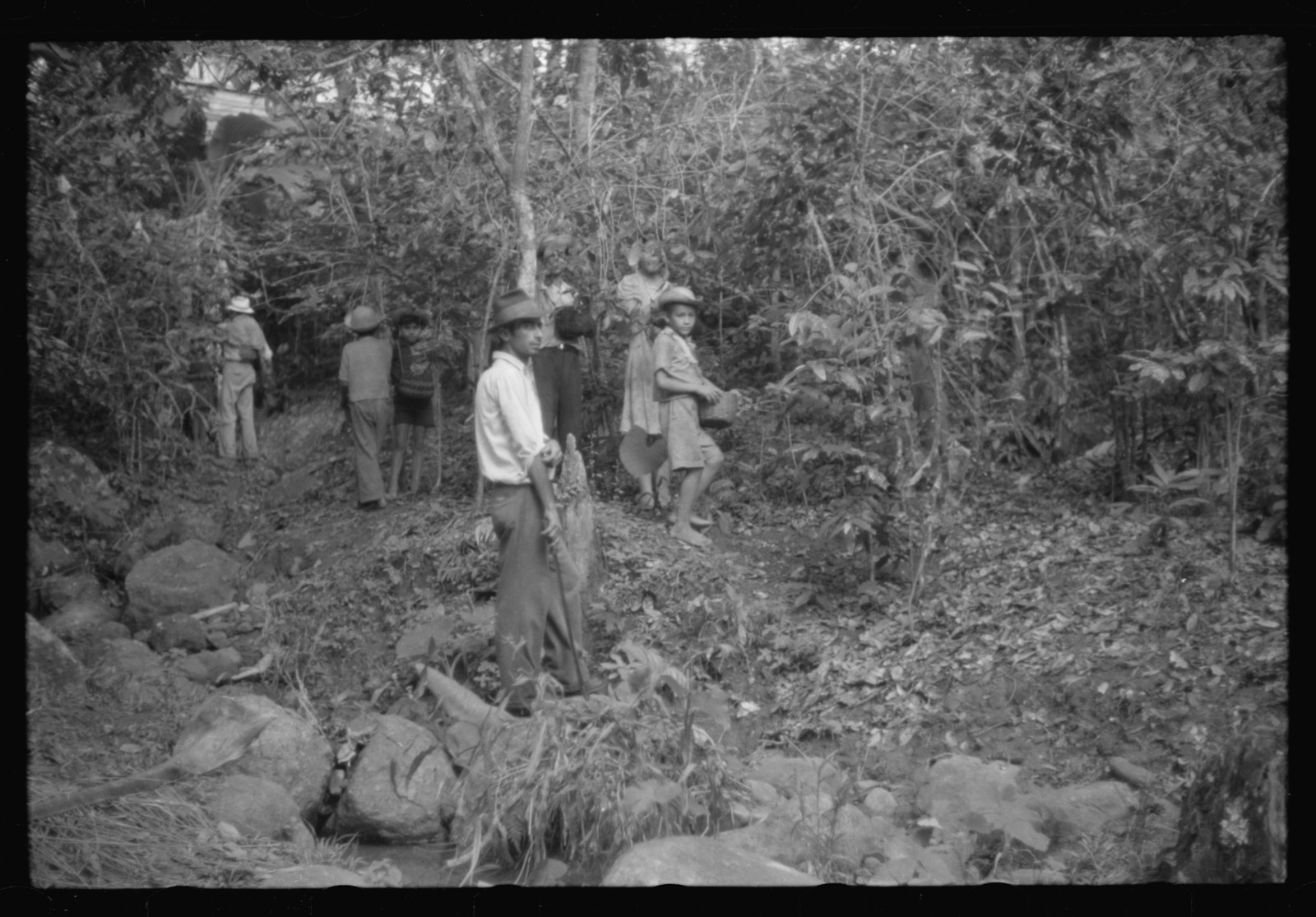 People standing among the bushes of a coffee planting on a rocky slope above a stream, near Corozal, Puerto Rico. Photographed by Jack Delano in 1941 for the Farm Security Administration.