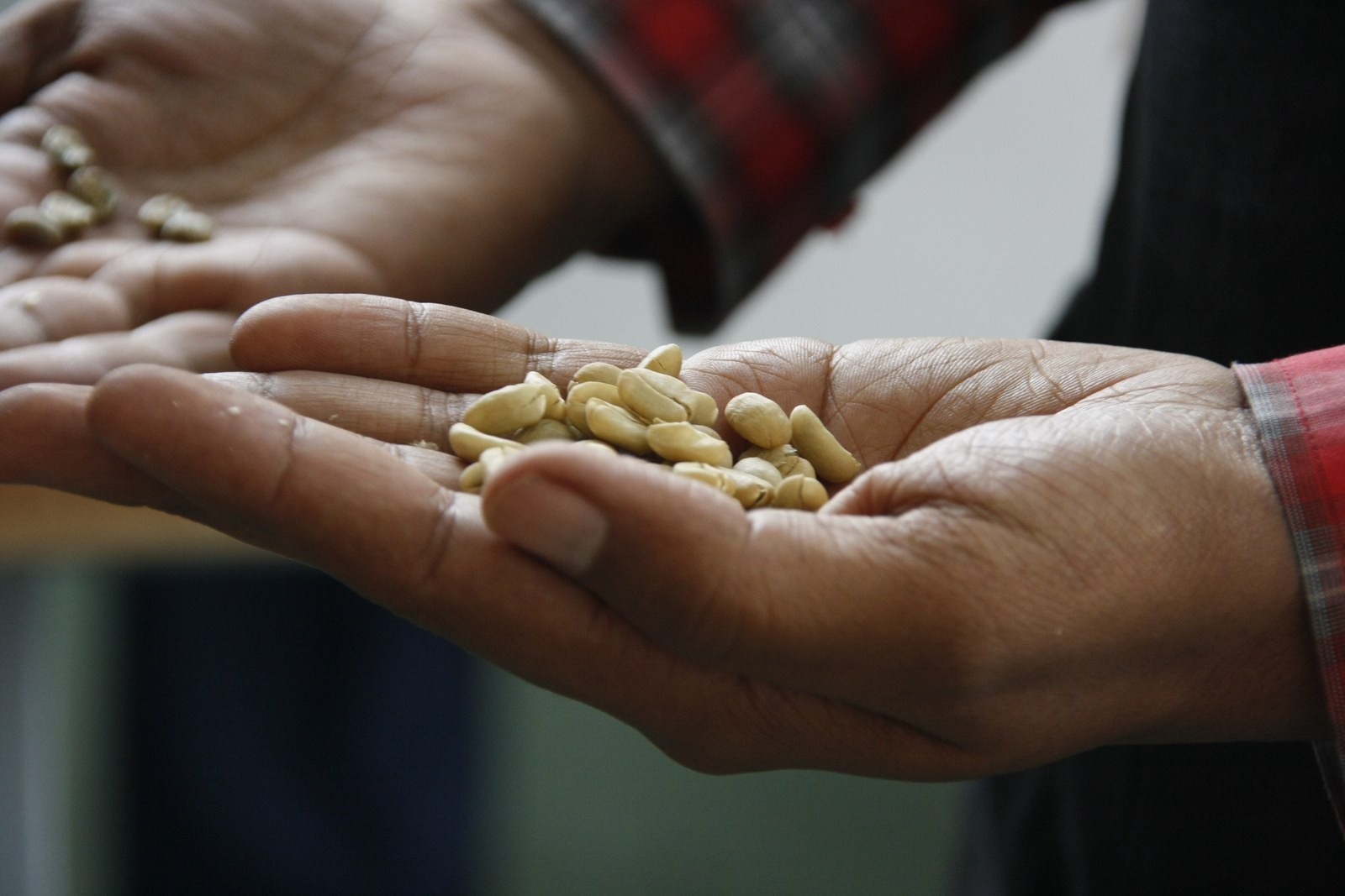 Raw coffee, ready for testing. It is scored according to shape, colour and odour.