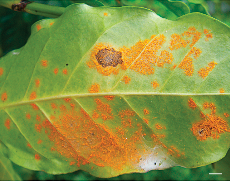 The underside of a coffee leaf with the orange pustules of coffee leaf rust, Hemileia vastatrix, and a scale bar at the lower right.