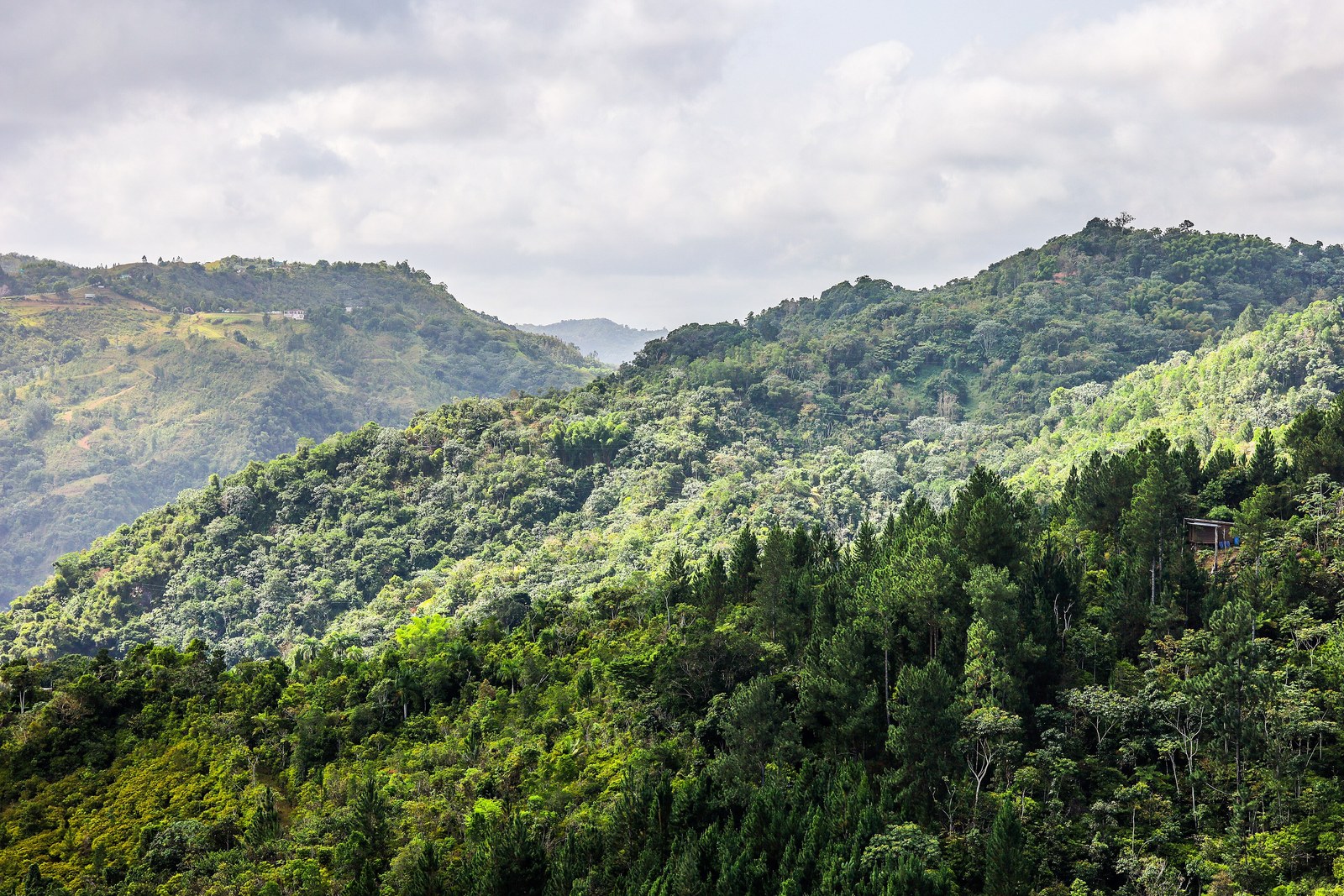Forested ridges of the Cordillera Central in Gato, Orocovis, Puerto Rico, with pine on the near ridge and scattered houses beyond, under heavy cloud