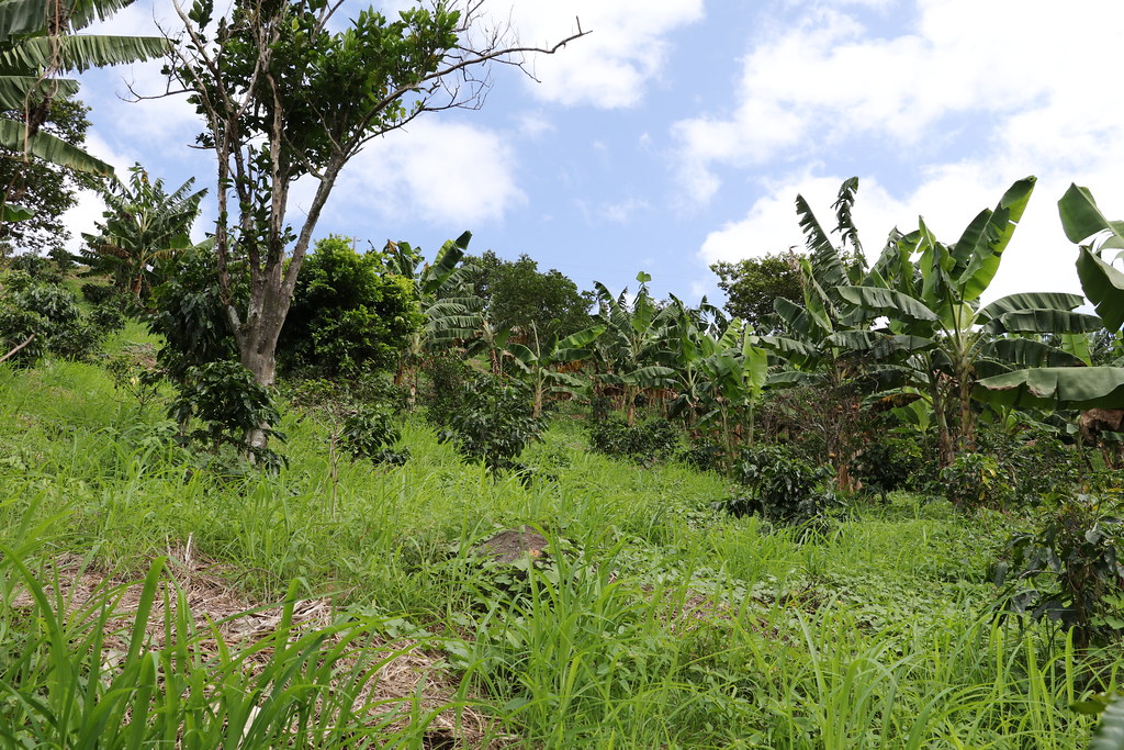 Coffee shrubs growing beneath taller shade trees in Puerto Rico