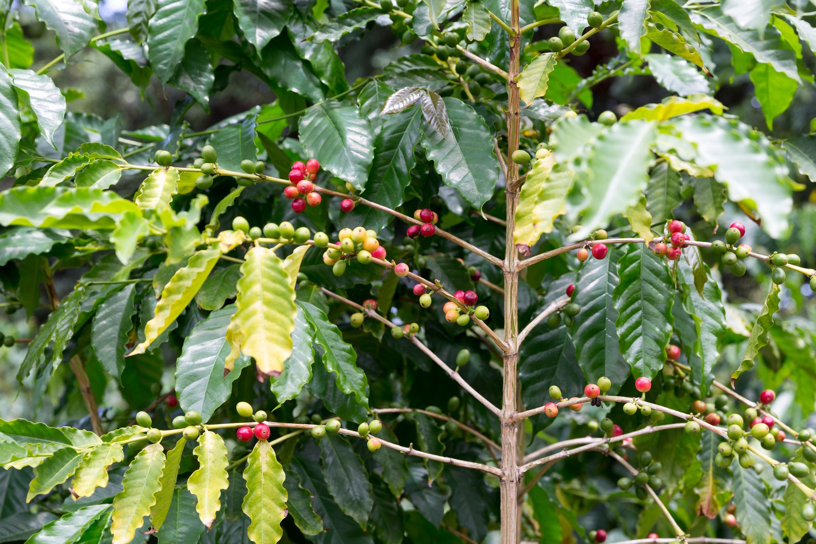 Coffee cherries ripening from green to red on a branch.