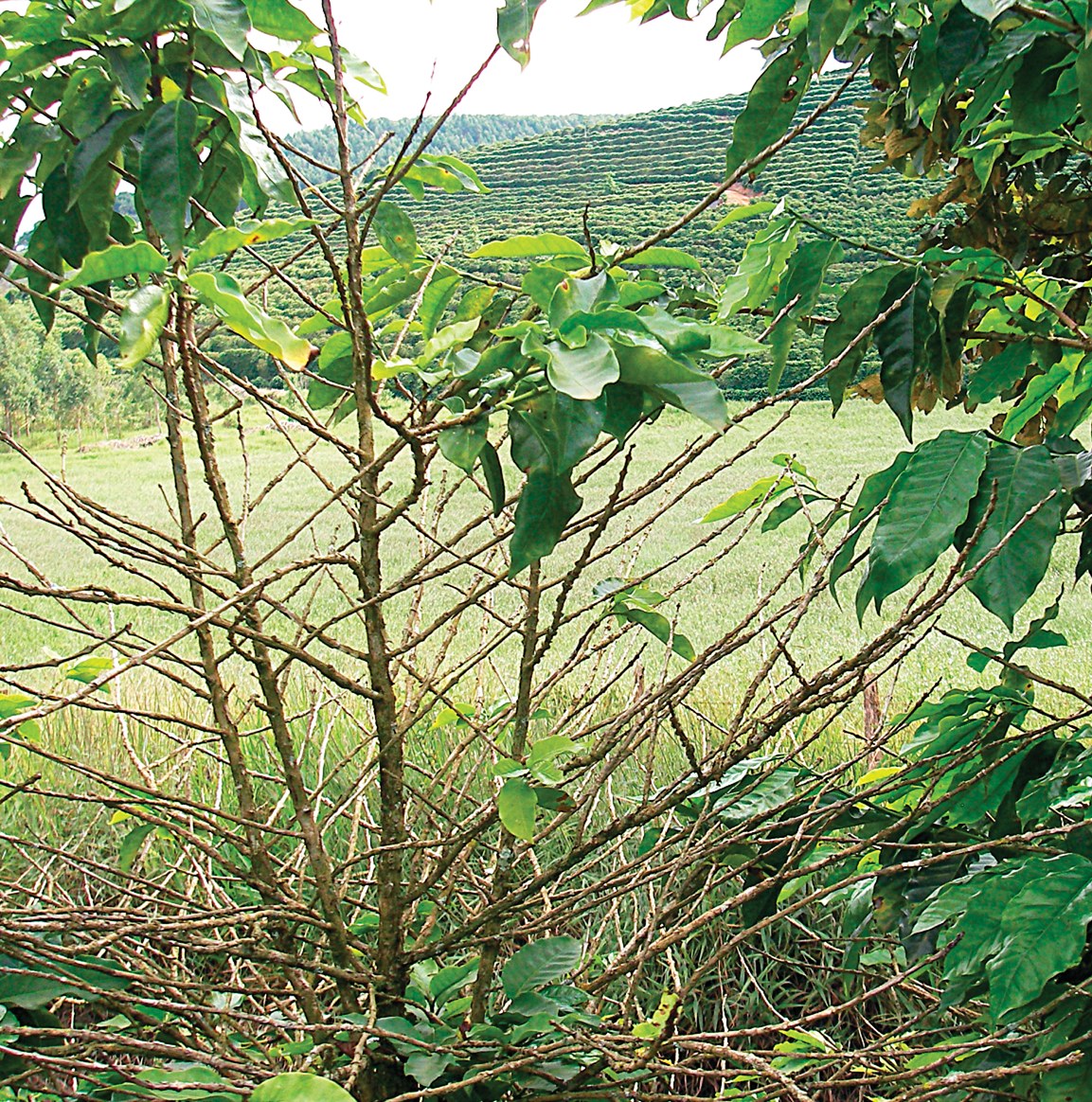 A coffee bush stripped of most of its leaves by coffee leaf rust, in a terraced plantation in Coimbra, Minas Gerais, Brazil.