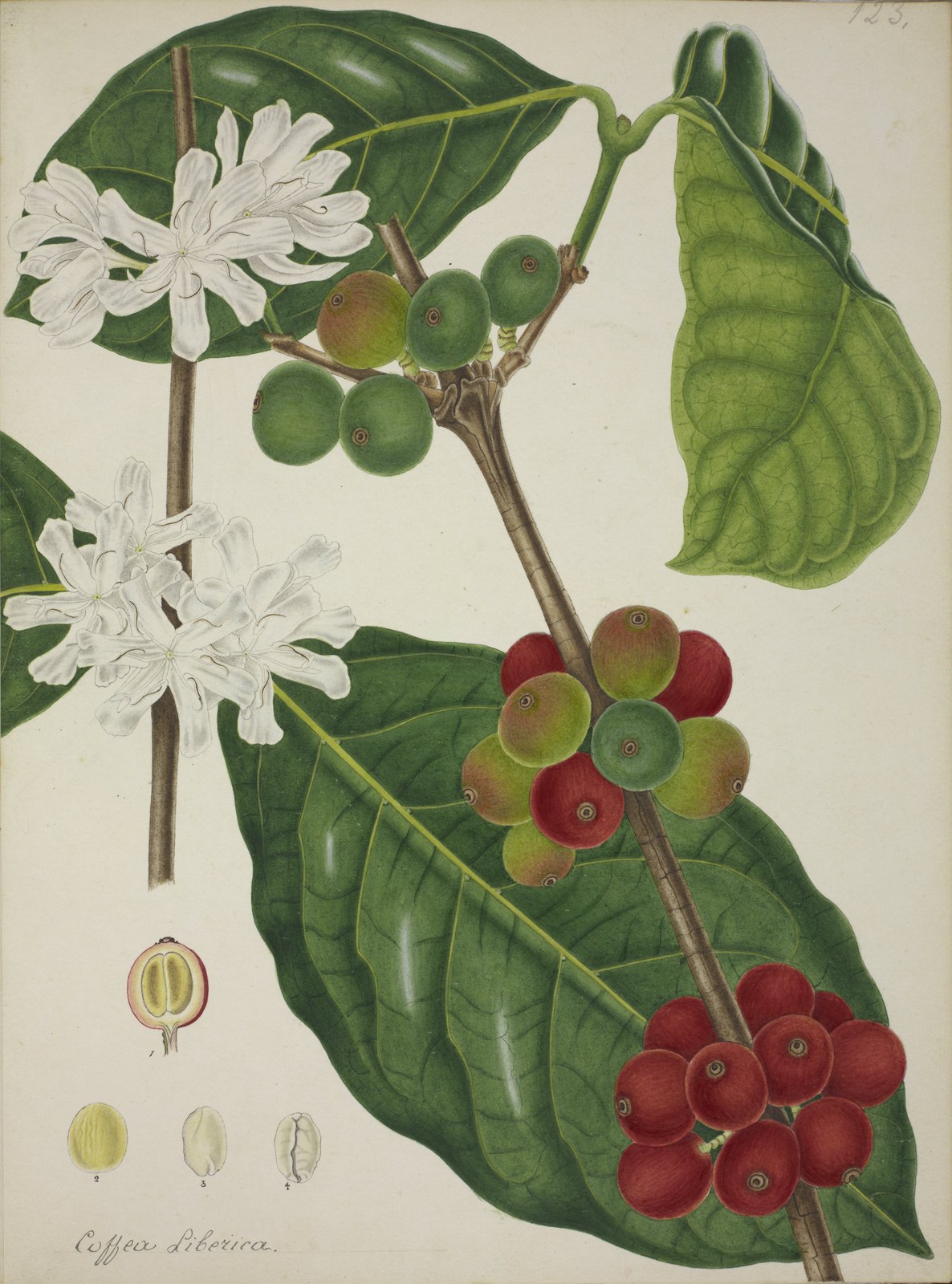 A botanical watercolour of a coffee branch with flowers, leaves and fruit, inscribed Coffea Liberica.