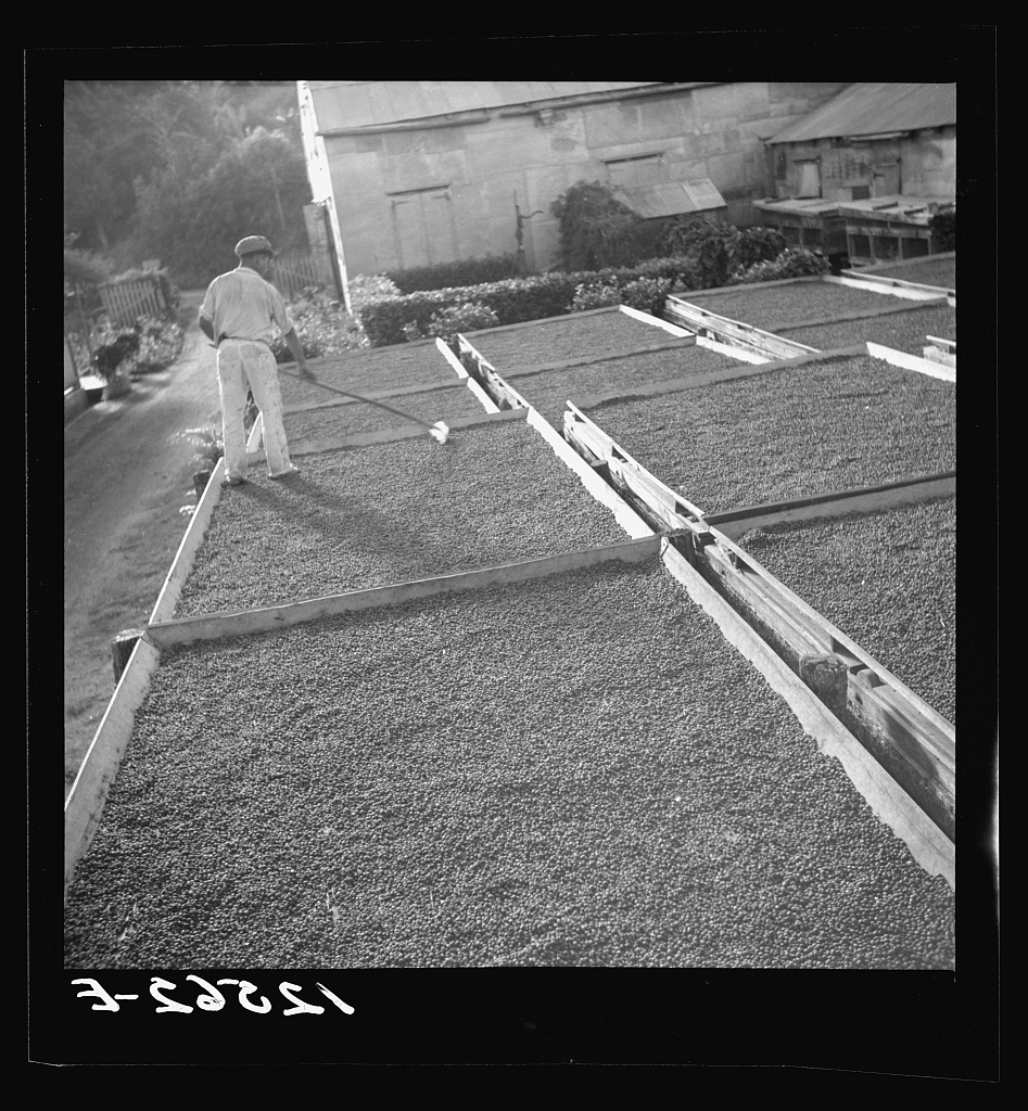 Coffee drying in the hills of Puerto Rico, 1938