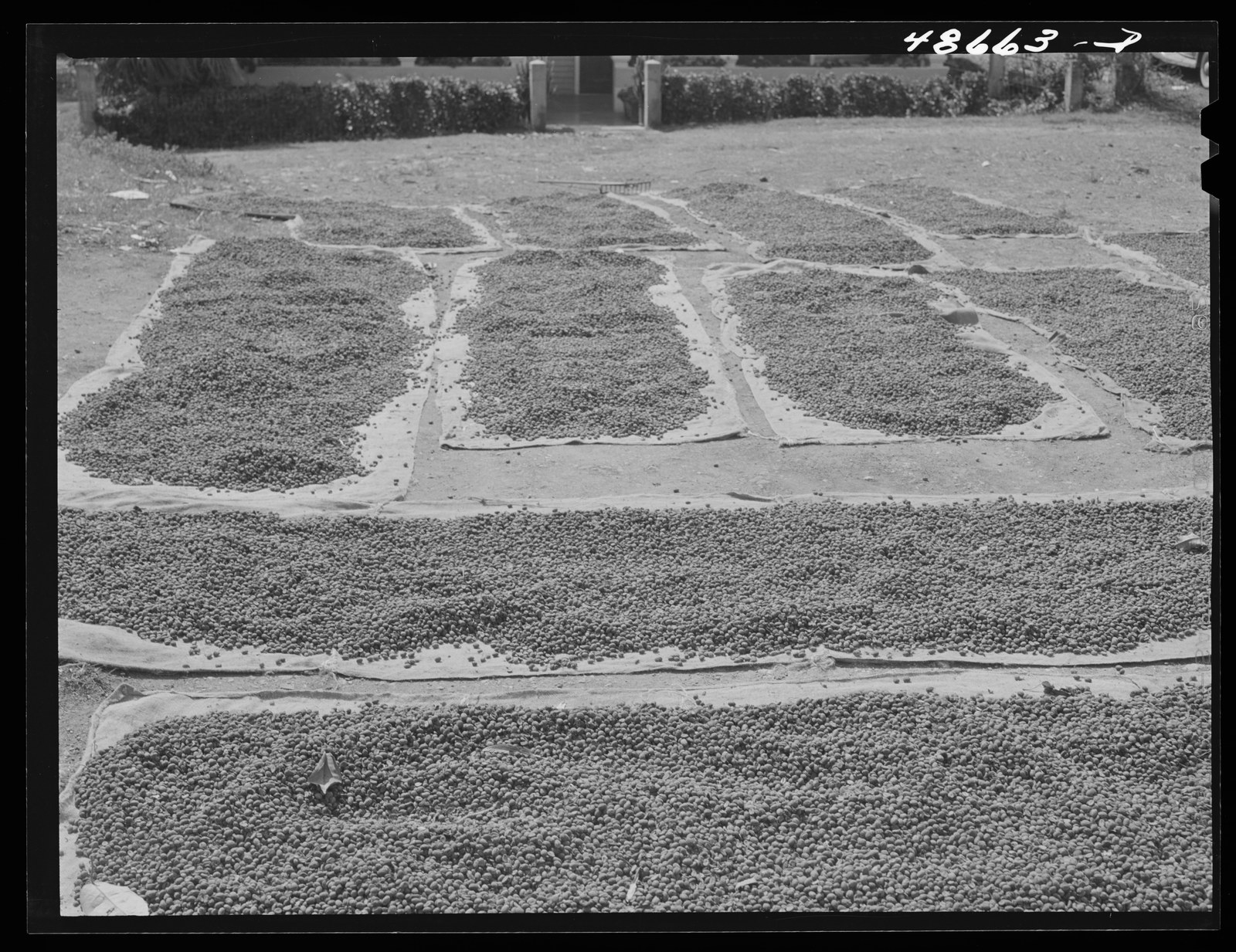 Coffee beans spread on cloth sheets to dry beside a country road, in a black-and-white photograph.